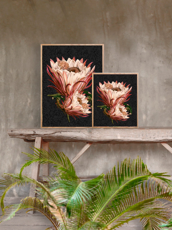 Quadro decorativo 30x40 Pink Protea