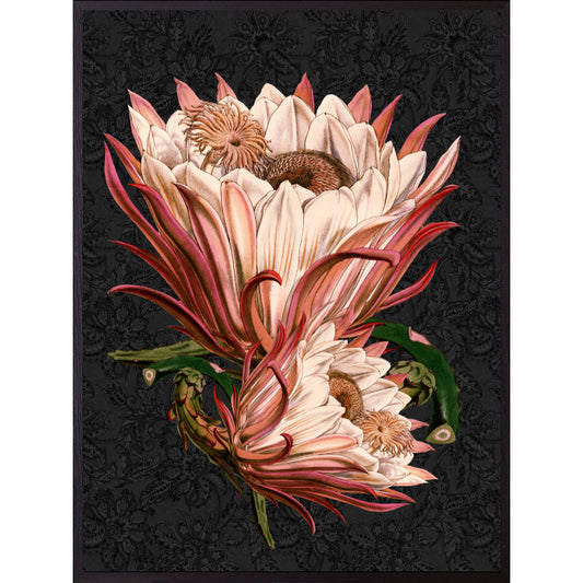 Quadro decorativo 30x40 Pink Protea